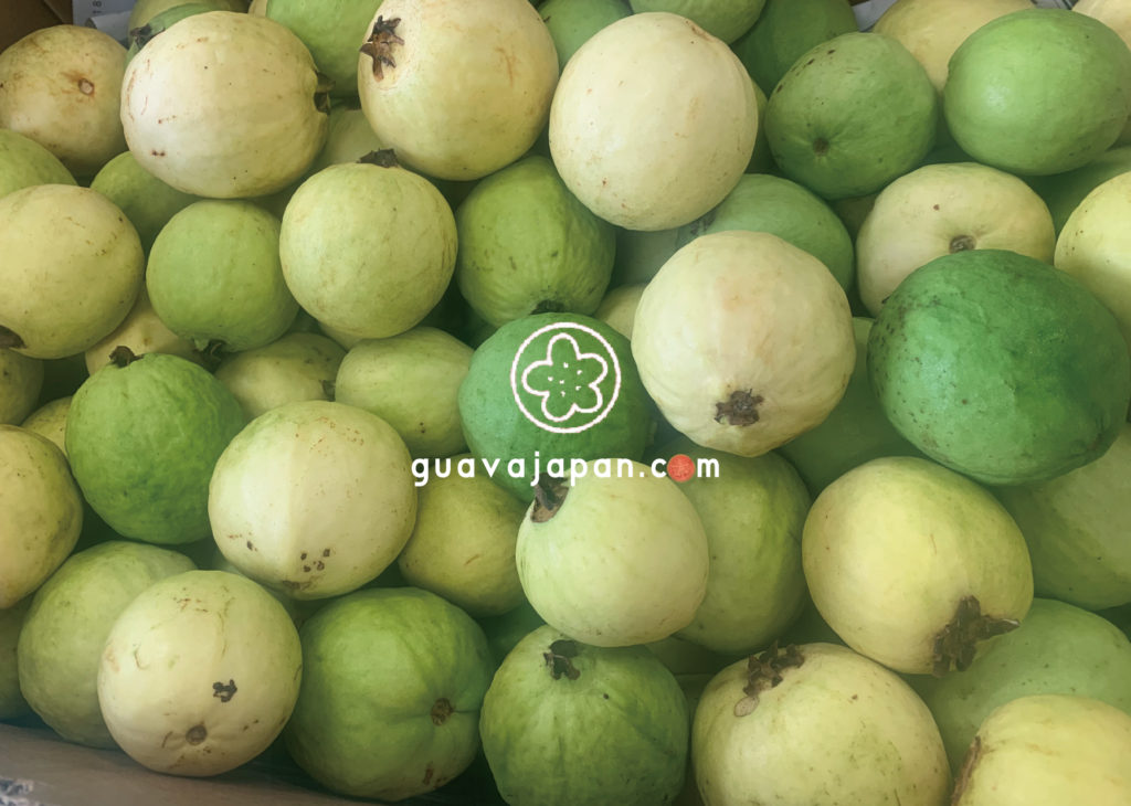 guavajapan.com - グアバ専門店